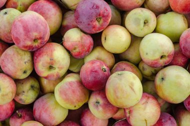 Elma Kırmızı Sarı çok toplanan