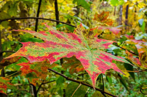 Nella foresta autunnale — Foto Stock