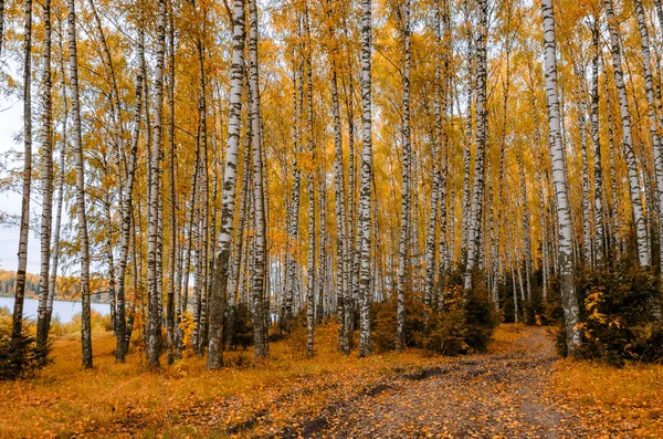 В осеннем лесу — стоковое фото