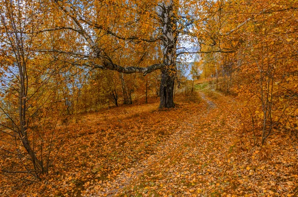 Na floresta de outono — Fotografia de Stock