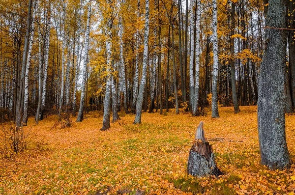 В осеннем лесу — стоковое фото