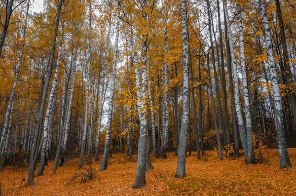 В осеннем лесу — стоковое фото