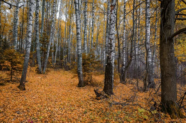 В осеннем лесу — стоковое фото