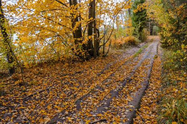 Dans la forêt d'automne — Photo