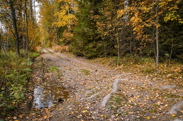 Goldener Herbst im Oktober — Stockfoto