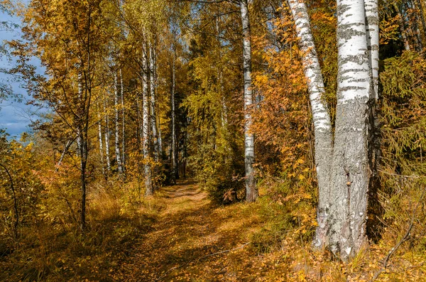 Goldener Herbst im Oktober — Stockfoto