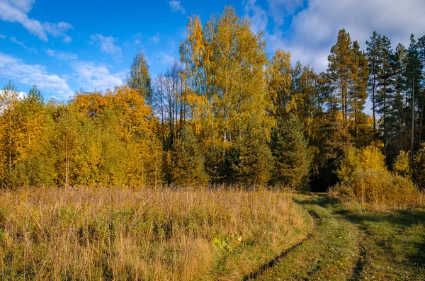 V podzimním lese — Stock fotografie