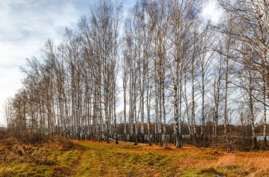 Sonbaharda huş ağacı korusu