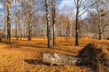 Sonbaharda huş ağacı korusu