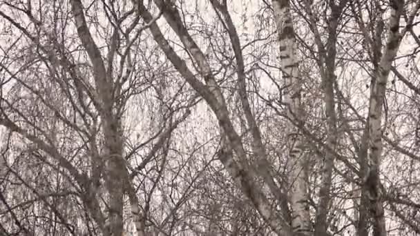 La neve è bella sta soffiando una bufera — Video Stock