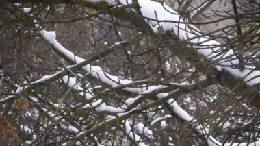 Kar kar fırtınası esiyor güzeldir