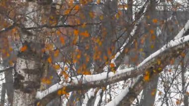 Kar kar fırtınası esiyor güzeldir