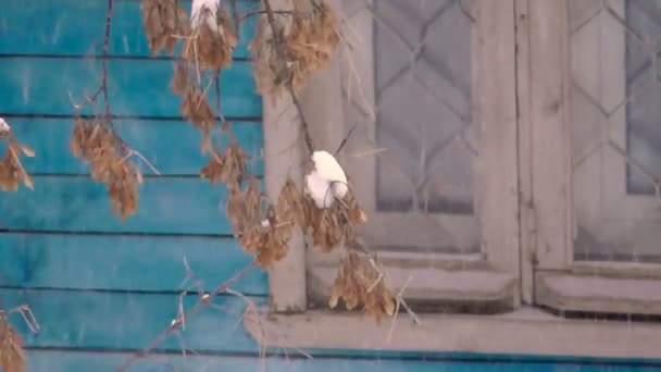 Schnee ist schön, er bläst einen Schneesturm — Stockvideo