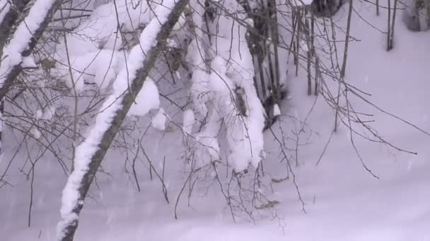 La neve è bella sta soffiando una bufera — Video Stock