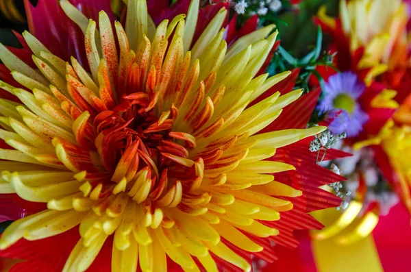 Chrysanthemum sguardo esclusivo sbocciato — Foto Stock