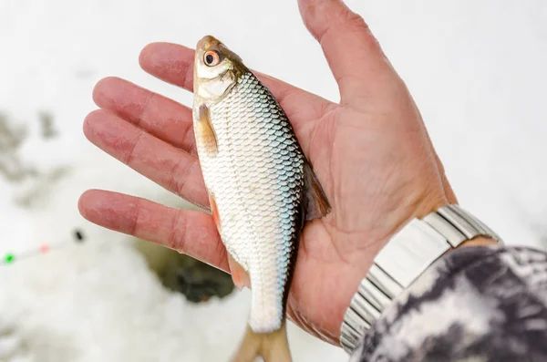 Pesca de inverno, peixe nas mãos do pescador — Fotografia de Stock