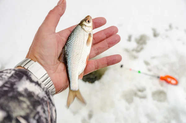 Pesca invernale, pesce nelle mani del pescatore — Foto Stock