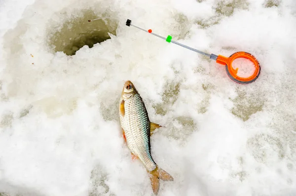 Pesca de invierno, pescado en manos del pescador — Foto de Stock