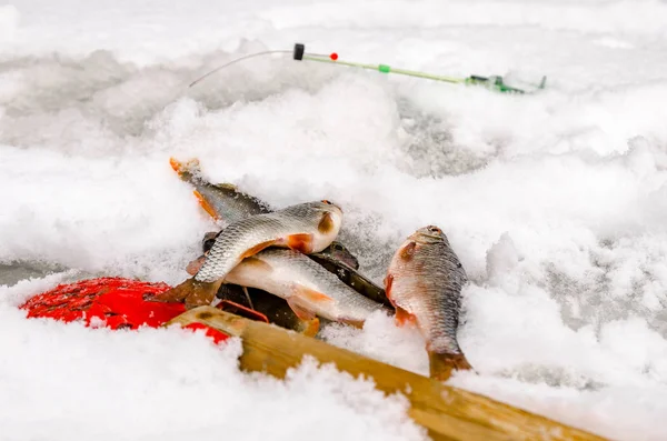 Pesca de invierno, pescado en manos del pescador — Foto de Stock