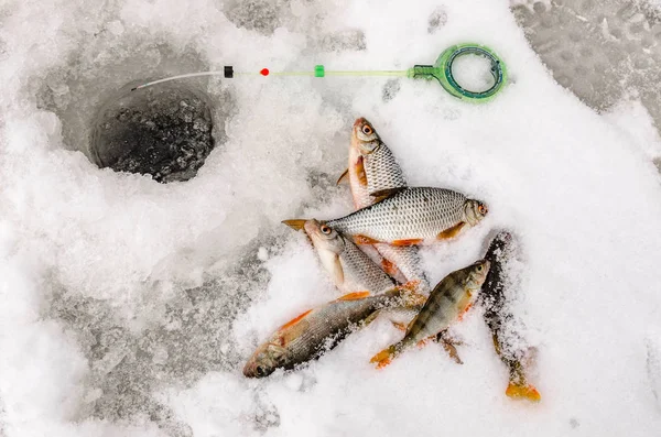 Pesca de invierno, pescado en manos del pescador — Foto de Stock