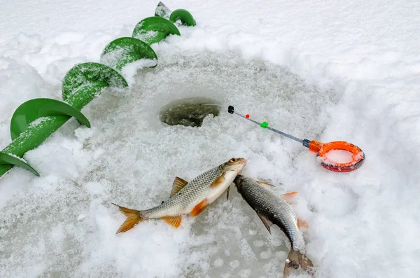 Pesca de invierno, pescado en manos del pescador — Foto de Stock