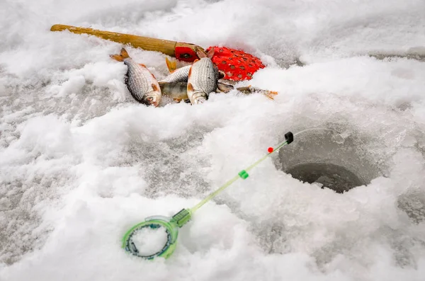 Pesca de invierno, pescado en manos del pescador — Foto de Stock