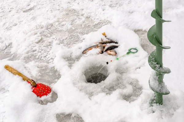 Pesca de invierno, pescado en manos del pescador — Foto de Stock