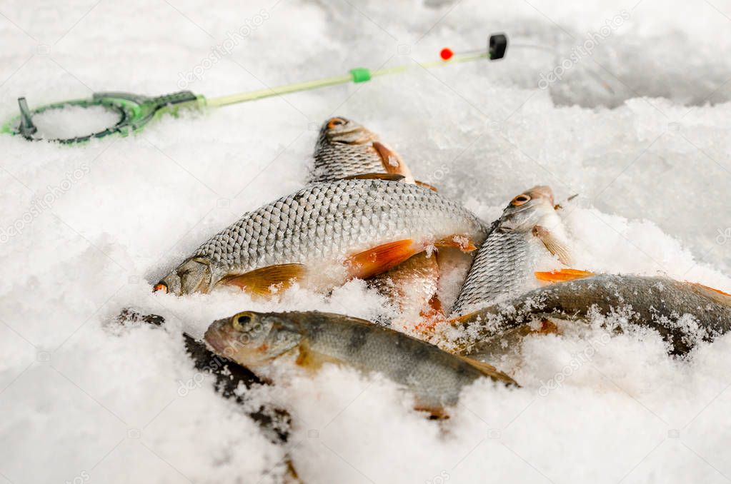 Winter fishing, fish in the hands of the fisherman