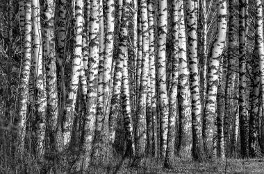 Huş ağaçları siyah beyaz fotoğraf