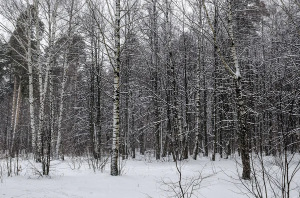 In the winter snowy forest — Stock Photo, Image