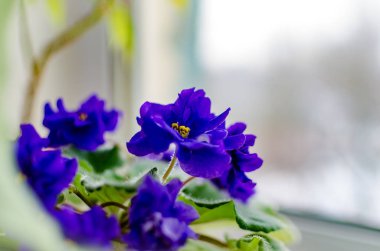 Menekşe çiçek Oda