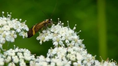Makro böcekler doğal ortamlarında