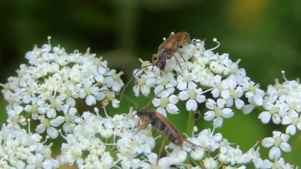 Macro insetti nel loro habitat naturale — Video Stock