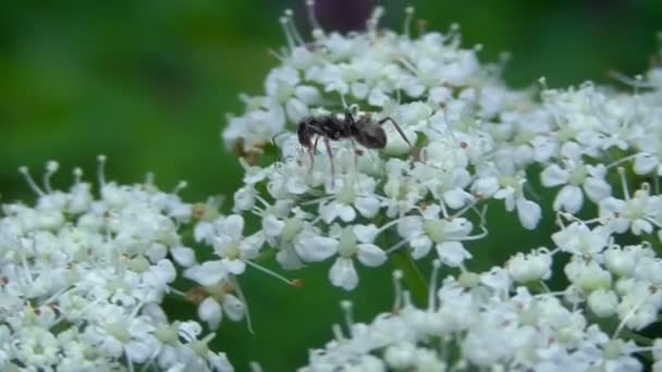 その自然の生息地でマクロ昆虫 — ストック動画