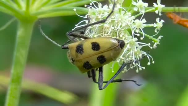 Makro insekter i deras naturliga miljö — Stockvideo