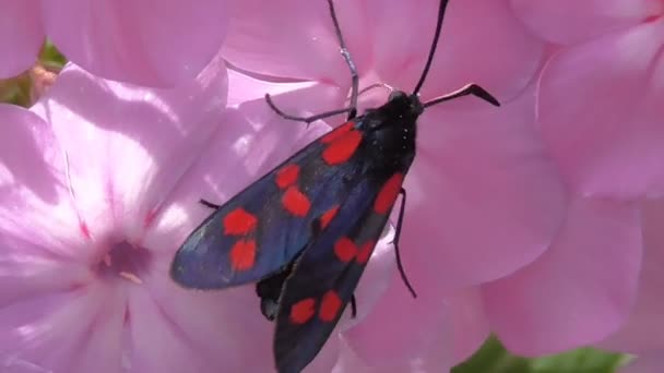 その自然の生息地でマクロ昆虫 — ストック動画