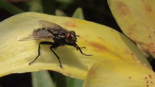 Makro böcekler doğal ortamlarında — Stok video