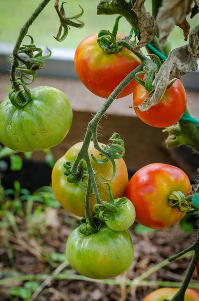 Reife Tomaten, groß — Stockfoto