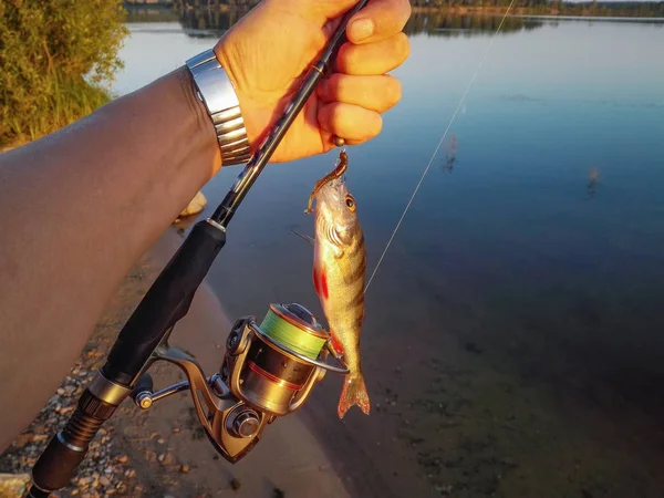 Fish perch on the hook