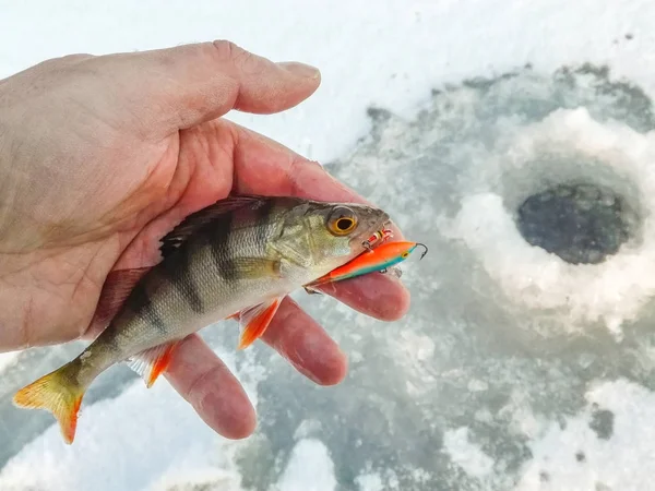 Pesca de inverno a partir do gelo — Fotografia de Stock