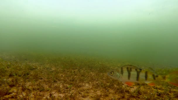 Underwater filming of fish — Stock Video