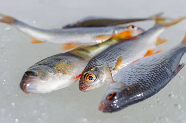 Pesca de invierno desde el hielo — Foto de Stock