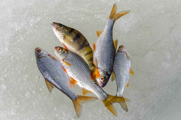 Pesca de invierno desde el hielo — Foto de Stock