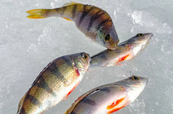 Pesca de invierno desde el hielo — Foto de Stock