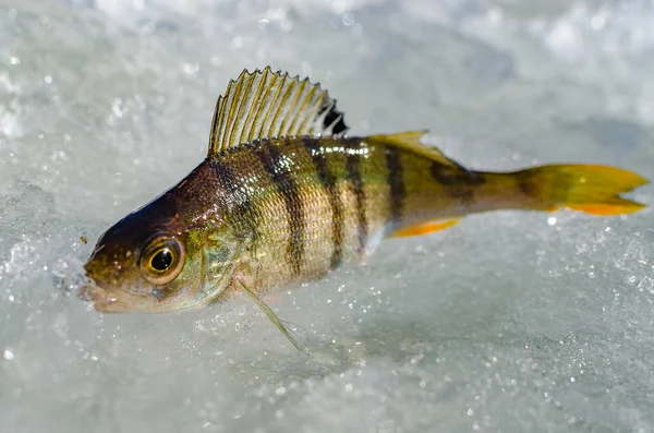 Зимова риболовля з льоду — стокове фото