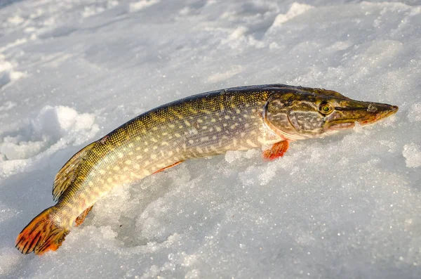 Pesca de invierno desde el hielo — Foto de Stock