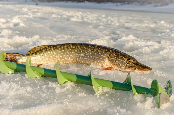 Pesca de invierno desde el hielo — Foto de Stock