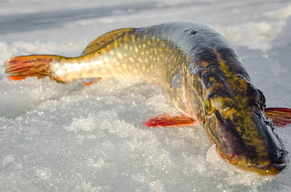 Pesca de invierno desde el hielo Imagen de archivo