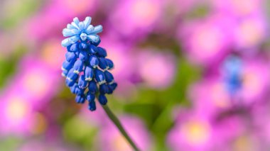 Baharda bahçe çiçekleri