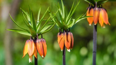 Baharda bahçe çiçekleri